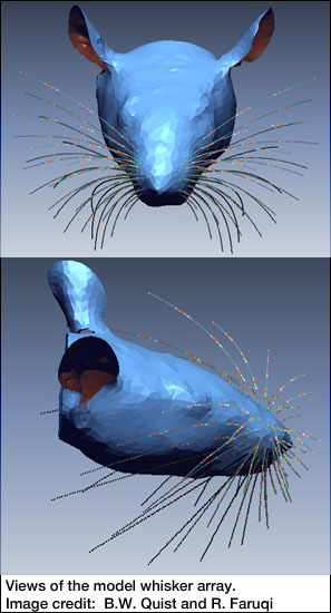 Views of the rat model